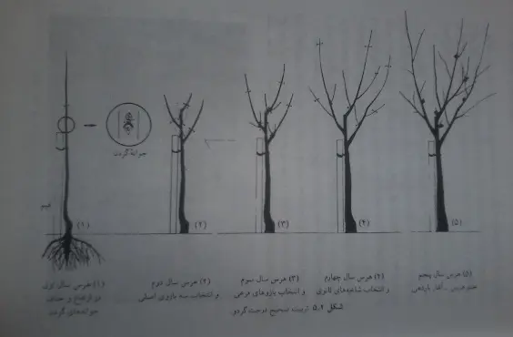 تصویر کتاب درباره هرس درخت گردو